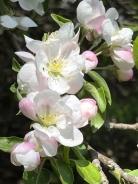 The promise of 14 varieties of apples starting July