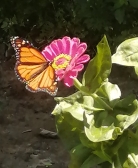 Pollinators are key!