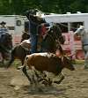 Horse Show
