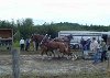 Horse Draw Saturday at 2:30pm Horse Draw Saturday at 2:30pm