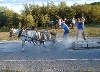 Exciting pony pull held Friday eveing Exciting pony pull held Friday eveing