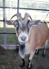 Sanctioned Dairy Goat Show Sanctioned Dairy Goat Show