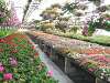 Assorted hanging baskets and bedding plants