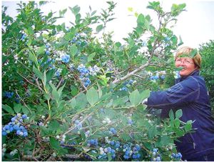 Highbush Blueberry picking