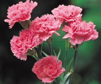 How can I make my flowers last longer? How can I make my flowers last longer?