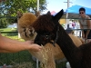 It Doesn't Get any Cuter Than This
