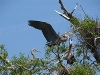 Heron Rookery, Shrewsbury Ontario