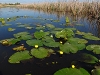 Rondeau Marshes