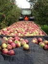 Harvesting Apples 2013