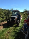 Apple Orchard 2013
