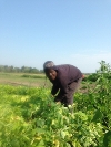 Picking Beans