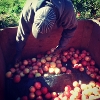 Sorting Apples 2013