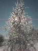 A willow beside Cold Creek near Orland, Ontario